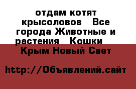 отдам котят крысоловов - Все города Животные и растения » Кошки   . Крым,Новый Свет